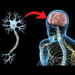 Cuál es la función del sistema nervioso central cerebralmente
