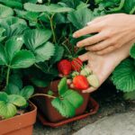 Beneficios de la hoja de fresa: 5 beneficios para la salud y formas de usarlos