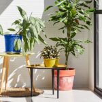 Decorar con plantas: cómo transformar tu casa en un exuberante oasis