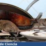 ¿Ratas en tu hogar? Detecta señales de la presencia de estos roedores