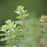 Capsulas Verdes: los Beneficios de las Plantas Medicinales