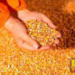 Cereales vs Semillas: ¿Qué es lo que los diferencia?