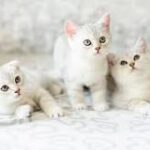Blancos gatos y el riesgo de carcinoma